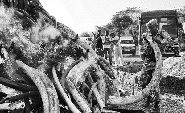 15 tons of contraband ivory burned