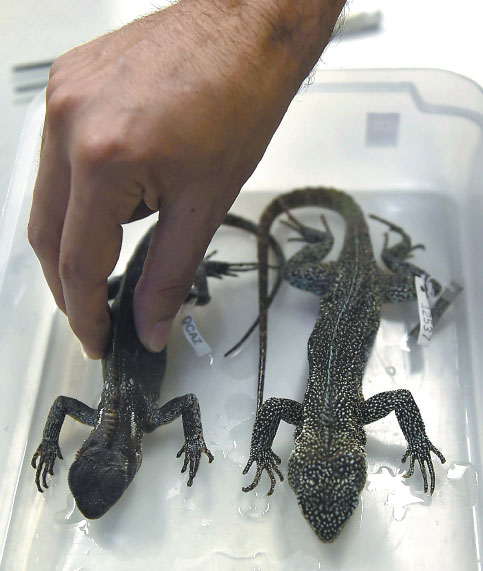 A Scientist Shows Two Enyalioides Rubrigularis Lizards In Quito On