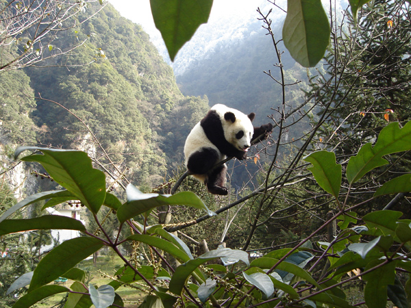 A Panda Plays On A Tree Trunk At A Panda Reserve In