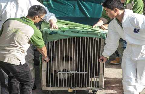 New panda pair sent to Macao