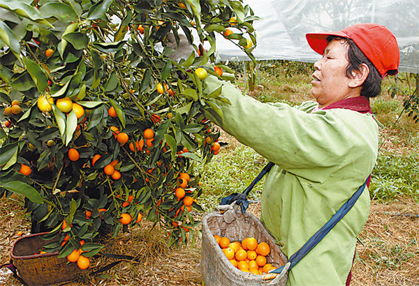 Migrant worker's fruitful endeavor