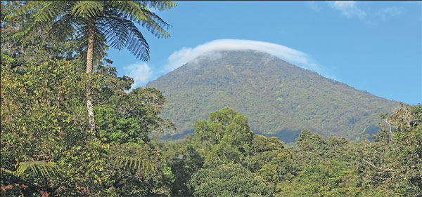In the mists of gede-pangrango