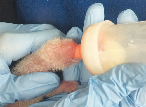 A panda cub twin dies at National Zoo