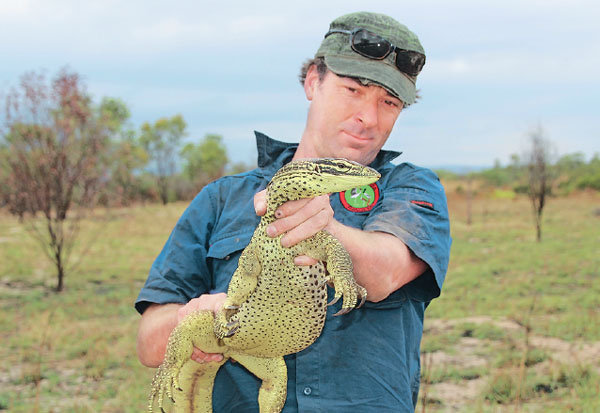 Lizards trained to avoid eating toxic toads