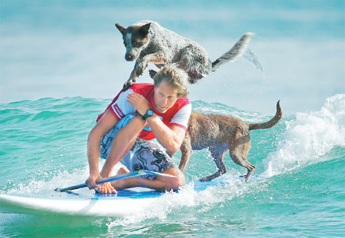 Surfing dogs chase waves, not cats