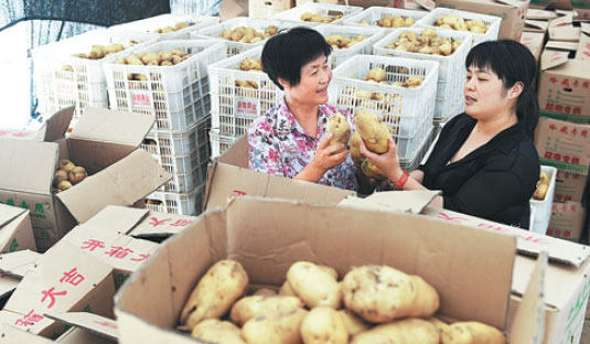 Potato set to become the fourth food staple