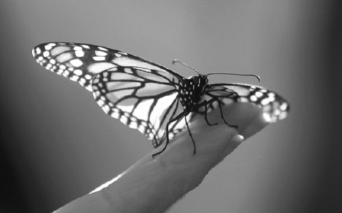 Mexico documents big rebound in monarch butterflies
