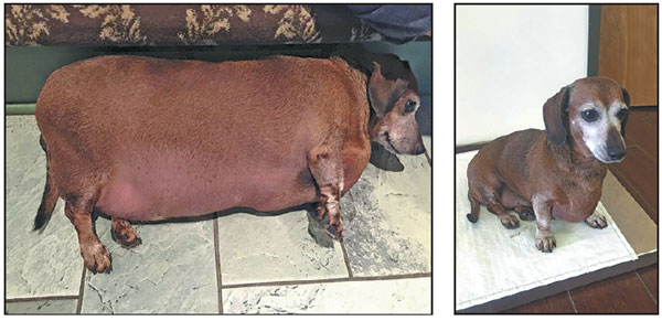 Plump dog loses weight and 'Fat Vincent' tag