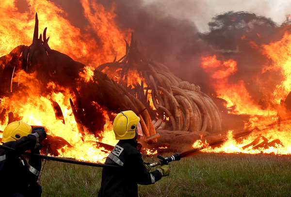 Kenya burns ivory worth $150 million