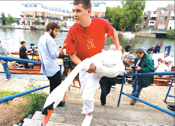 A Queen S Swan Upper Holds A Swan During The Annual Count