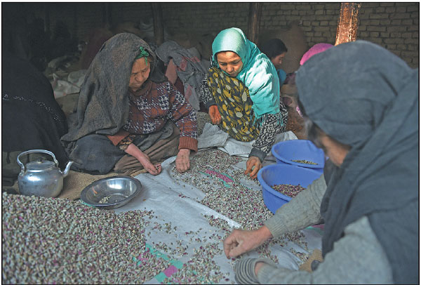 Laborers Prepare Pistachio Seeds At A Factory In Kabul Afghanistan In 2014 The Country Takes