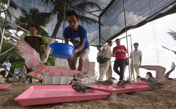 Terns Are Adapting To Their New Home In Sanya Hainan