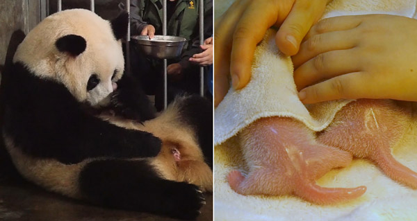 Panda twins born on day for lovers