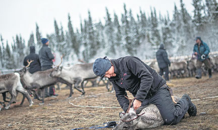 a sami man from the vilhelmina norra sameby labels and vaccinates a