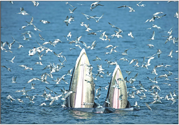 A Female Bryde S Whale And Her Calf Feed On Anchovies In The Gulf Of Thailand Off The Coast Of