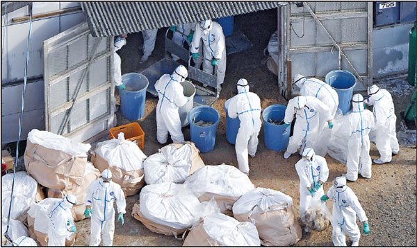 Workers Prepares To Bury Culled Chicken In Miyazaki Japan On Tuesday Kyodo News Agency Via Reuters