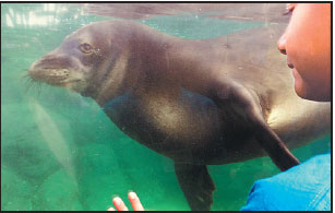 Endangered seal population rises