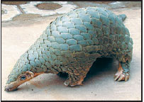 Pangolin dinner prompts calls for species' protection