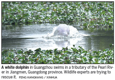 Wildlife experts try to help dolphin lost in freshwater river
