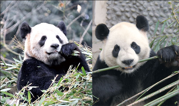 Zoos get ready for 'panda-monium'