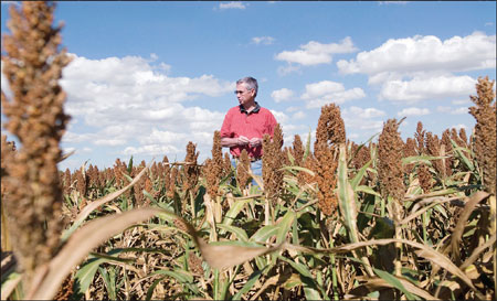 US sorghum lifts Chinese spirits