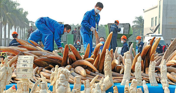 Illegal ivory stash destroyed