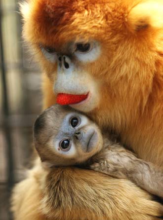 Golden monkey baby goes on public display
