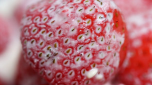 中国草莓进军温网“草莓冰激凌”