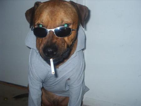Smoker dog
