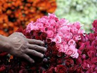 伊朗:吝啬老公被罚买12万朵玫瑰-英语点津