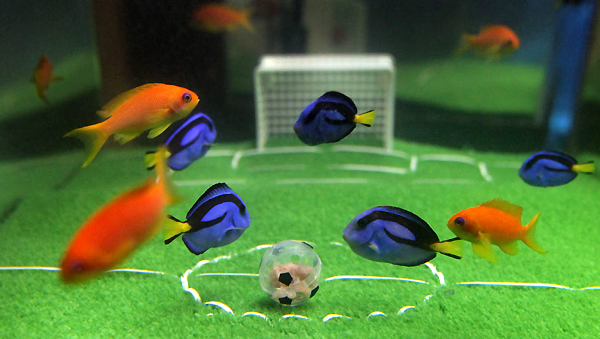 Fish at Japan aquarium play soccer before World Cup