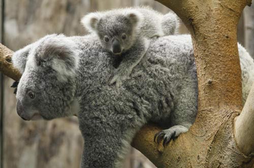 215-day-old koala baby at German zoo