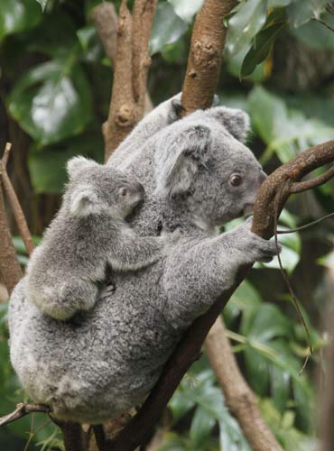 215-day-old koala baby at German zoo