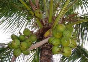 印度摘椰子确保奥巴马访问安全-英语点津
