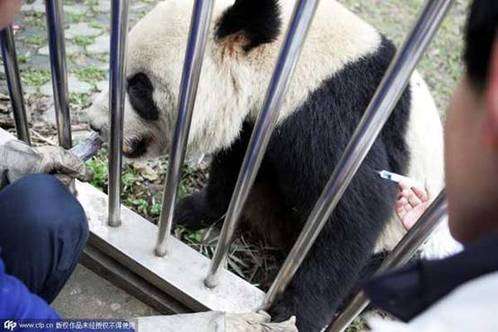 陕西大熊猫感染犬瘟热