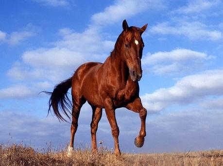 汉语里与马有关的成语英文表达