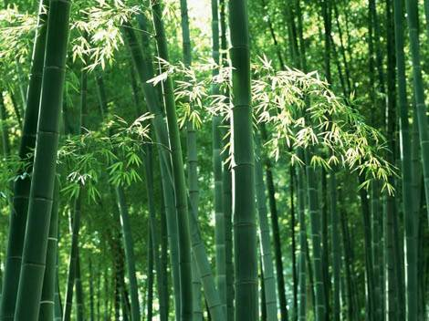 Bamboo, a symbol of traditional Chinese values