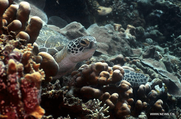 Fantastic undersea world in Indonesia