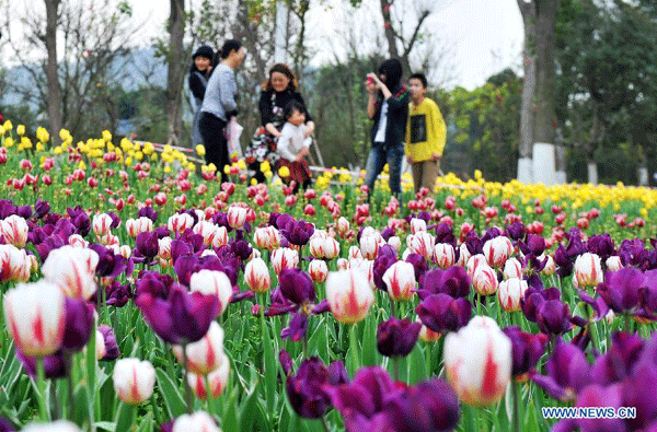 Beautiful tulip blossom in Liuzhou city, S China