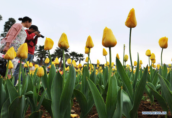 Beautiful tulip blossom in Liuzhou city, S China