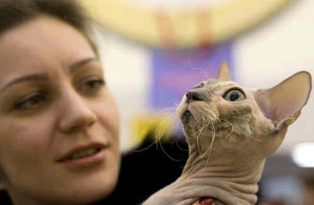 International Cat Show