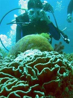 Fifth of world's corals already dead - experts