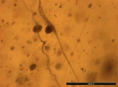 Scientist says he has found oldest spider web