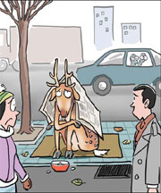 Spotted deer escapes resort for browse round town