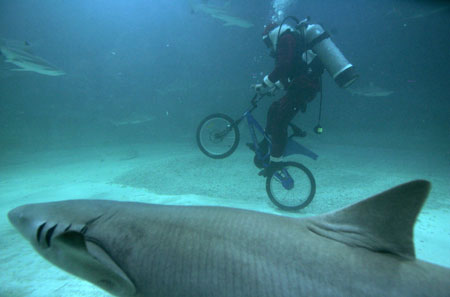 A diver in a Santa Claus costume rides a bicycle in the shark aquarium