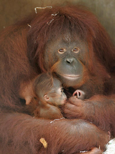 Eleven-year-old orang-utan Sinta holds her baby
