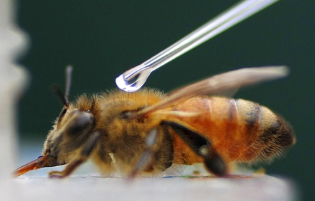 Honey bees get a real buzz from cocaine