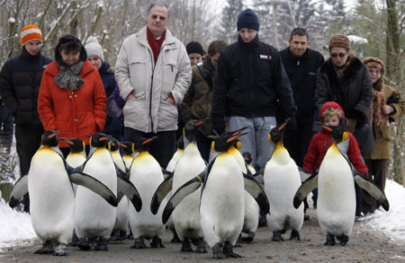 King penguins explore their outdoor pen