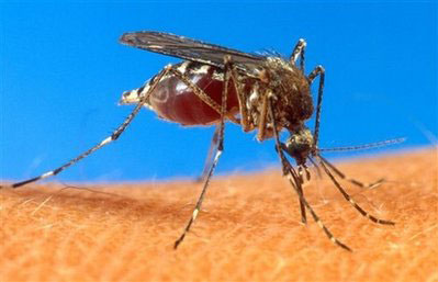 Mosquitoes match wing beats before mating