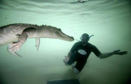Man swims with killer alligator
